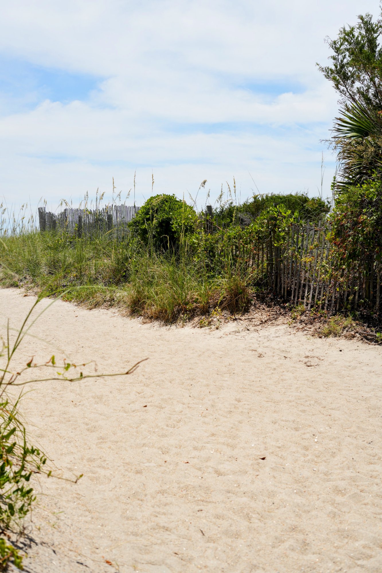 Sandy dune path lined with sea oats and a picket fence leading to the beach in Wrightsville Beach, NC.