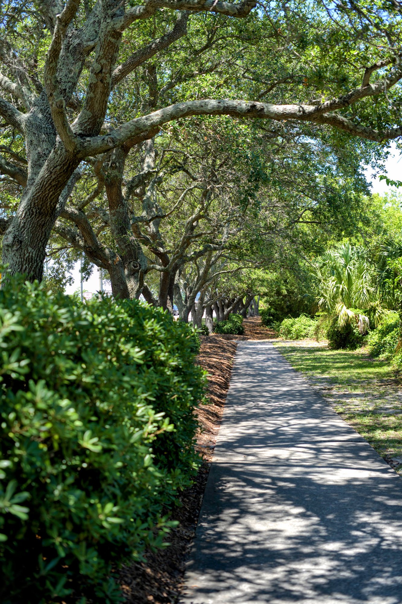 Shaded tree-lined paved path along The Loop fitness trail near Wrightsville Beach, NC.