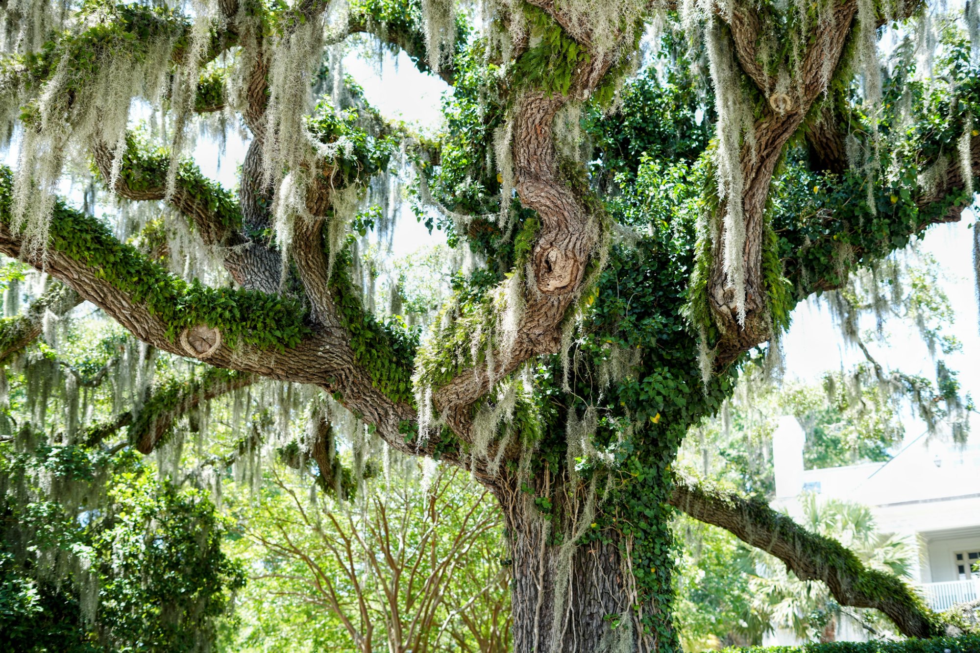 Sprawling live oak draped in Spanish moss over a coastal neighborhood in Wrightsville Beach, NC.